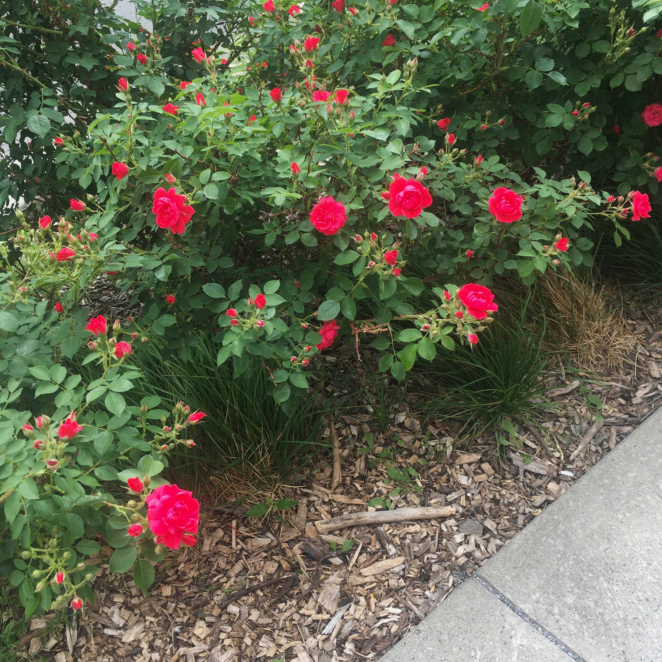 Wild Roses What is a Weed?