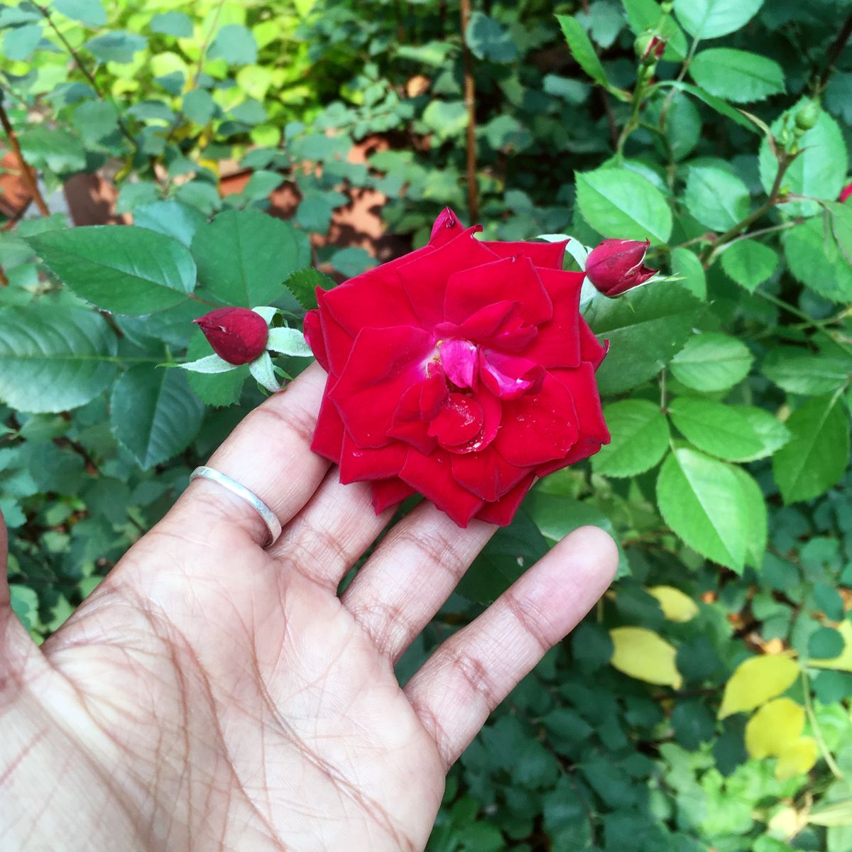 012_roses