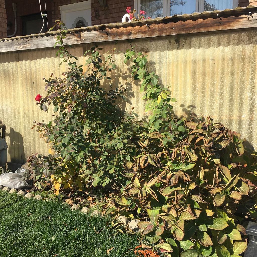 Wild Roses What is a Weed?