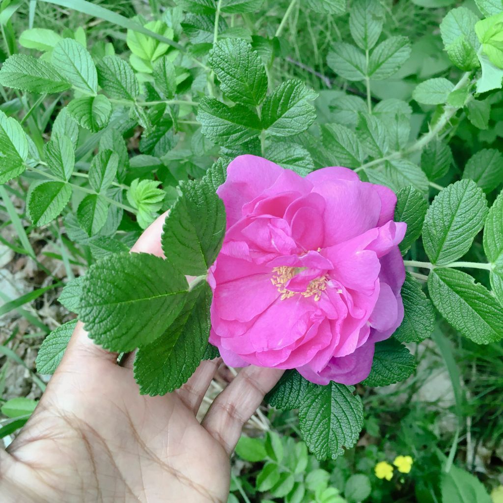 Wild Roses What is a Weed?